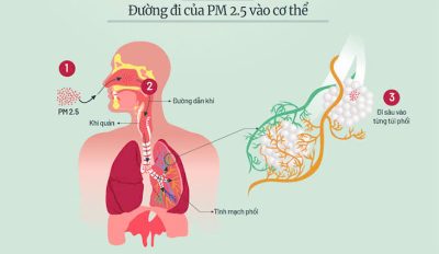 Đường đi của bụi mịn PM2.5 vào cơ thể